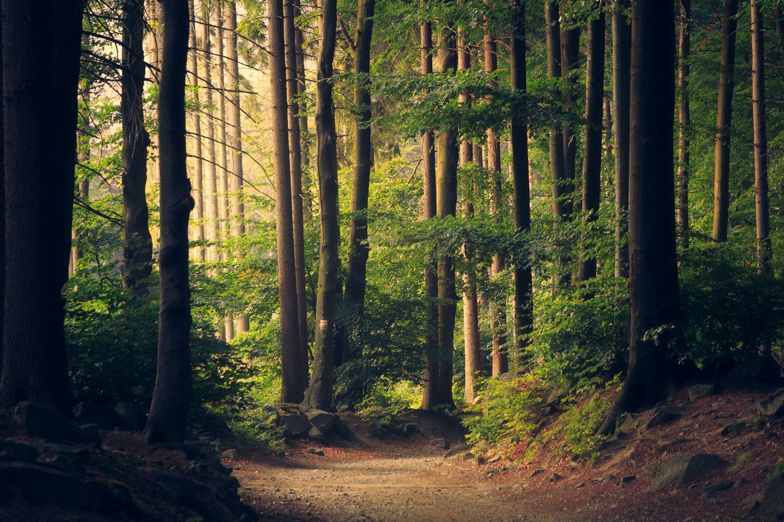 Sunlit woodland path representing an outdoor school trip
