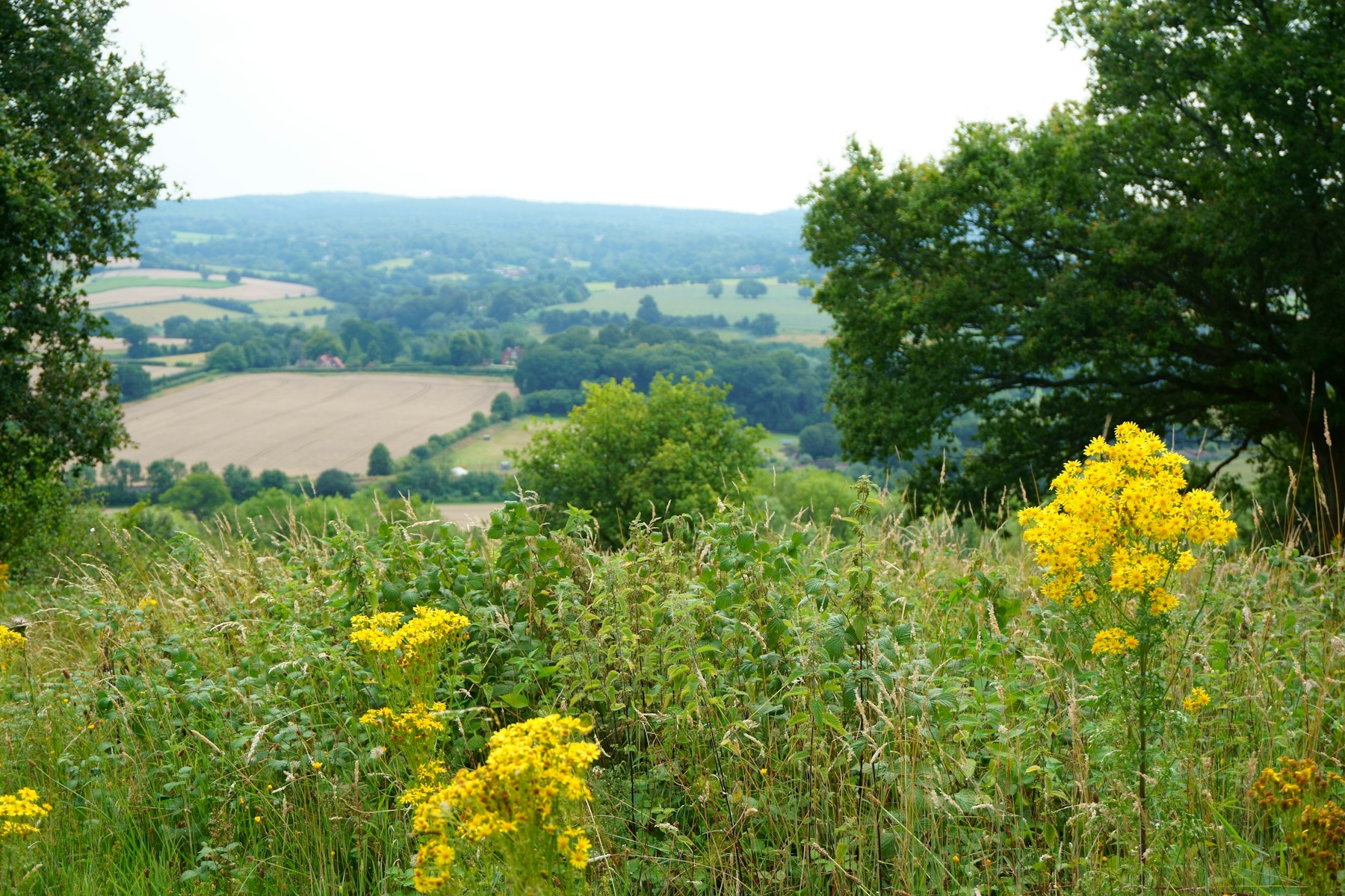 Rolling chalk downland and woodland of Box Hill in the Surrey North Downs